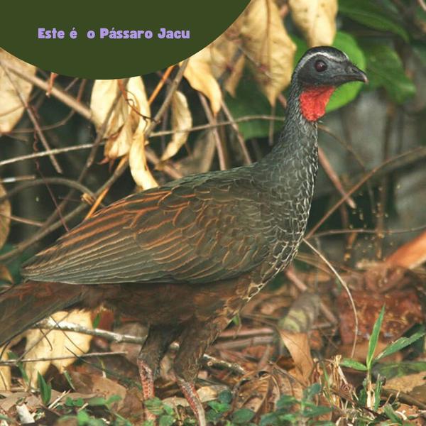Café do pássaro jacu/café raro reportagem bird gourmet 150 gr - CAFE DO JACU BIRD Imagem de Café do pássaro jacu/café raro reportagem bird gourmet 150 gr