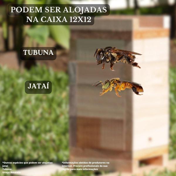 Imagem de Caixa Inpa Para Abelhas Sem Ferrão Eucalipto 18X18