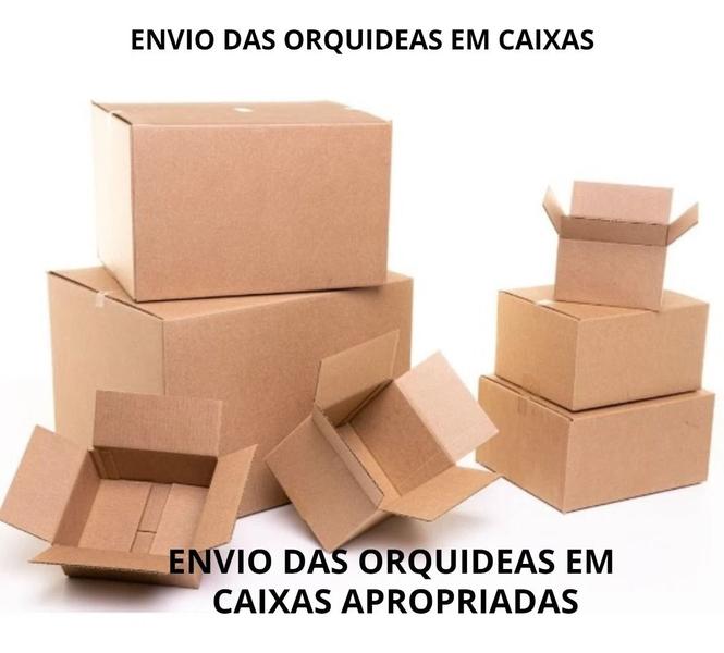 Imagem de Caixa Surpresa De Orquideas - Apenas R69,00