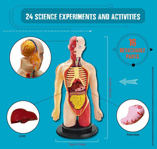 Imagem de Calendário do Advento O kit de ciências do corpo humano Purple Cow Einstein