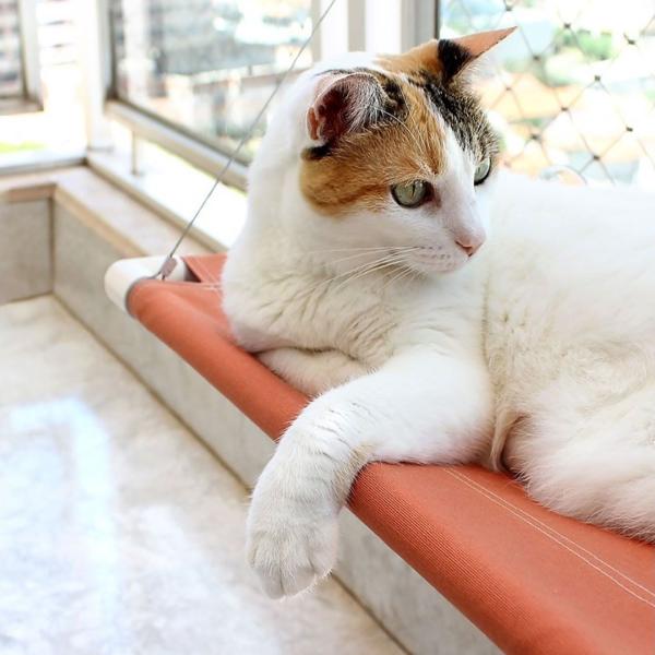 Cama Rede Para Gato Catbed Aloha King Novo Material - Gatton Imagem de Cama Rede Para Gato Catbed Aloha King Novo Material