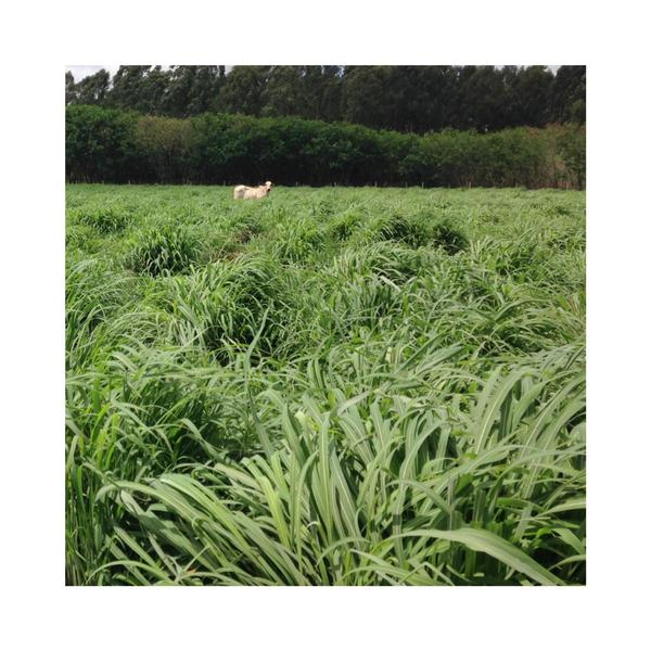 Imagem de Capim Andropogon gayanus cv. Planaltina 1kg Sementes