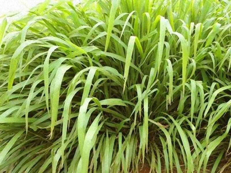 Imagem de Capim Aruana Panicum Maximum - 1 kg De Sementes