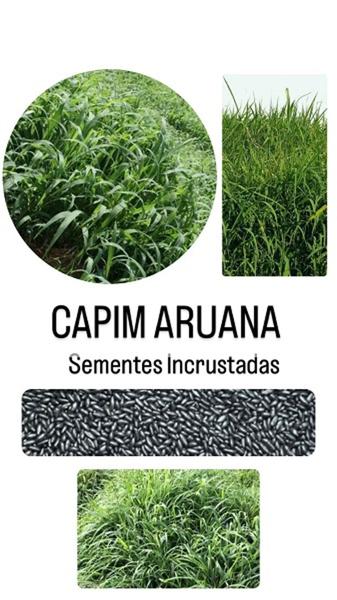 Imagem de Capim Aruana Panicum Maximum - 20kg de Sementes incrustadas