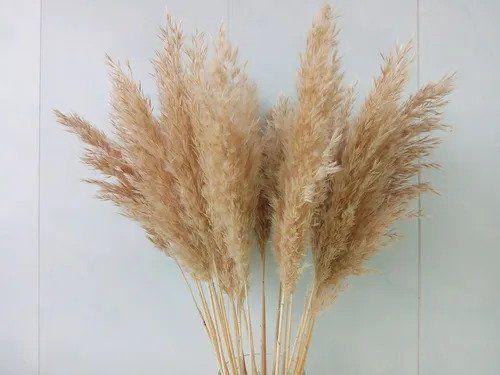 Capim Dos Pampas Decoração Sala Quarto Home 8 Hastes - Natural Preço Arranjo Arranjo Imagem de Capim Dos Pampas Decoração Sala Quarto Home 8 Hastes