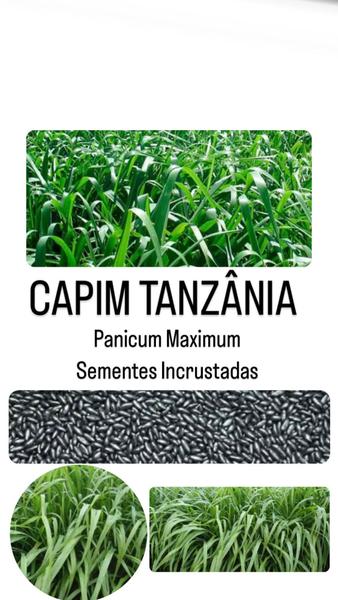 Imagem de Capim Tanzânia Panicum Maximum - 5Kg de Sementes Incrustadas