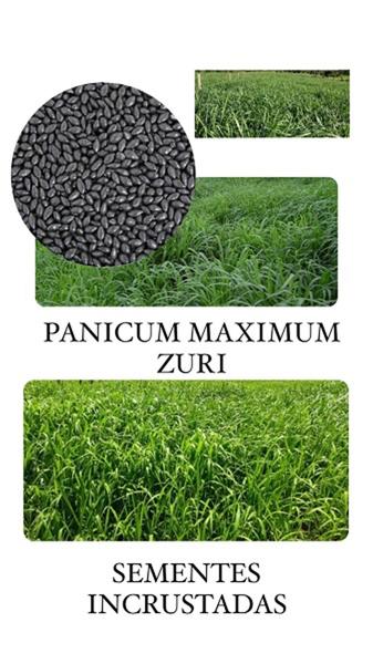 Imagem de Capim Zuri Panicum Maximum - 10KG de Sementes Incrustadas