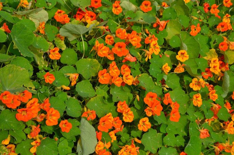 Imagem de Capuchinha Anã  Sortida - 1.30gramas de Sementes / Flores Comestíveis