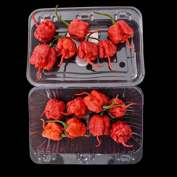 Imagem de Carolina Reaper In Natura Curtida No Azeite - Vidro 150 Ml