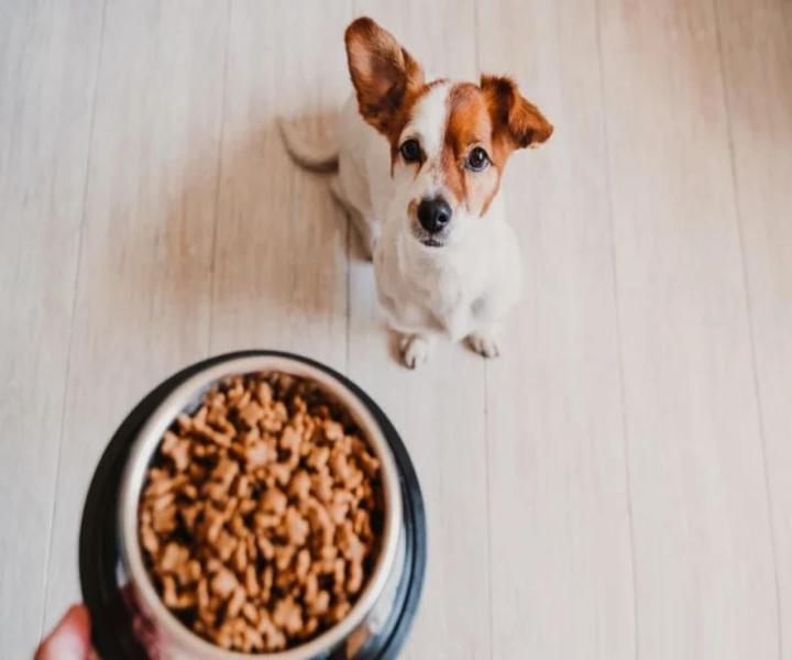 Imagem de Casinha Pet Casa N3 E Comedor Pote Chalesco Para Ração Água