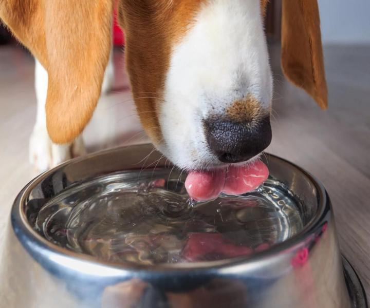 Imagem de Casinha Pet Dog N4 Rosa E Comedouro Chalesco Antiderrapante