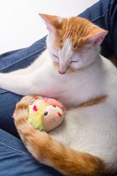 Cat Toy HARTZ, apenas para gatos que correm com roedores, mouse vibratório Imagem de Cat Toy HARTZ, apenas para gatos que correm com roedores, mouse vibratório