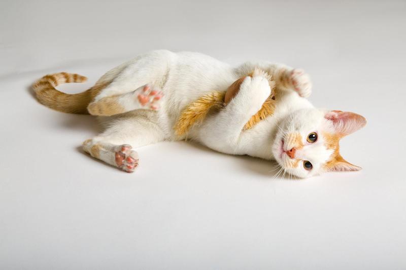 Cat Toy HARTZ, apenas para gatos que correm com roedores, mouse vibratório Imagem de Cat Toy HARTZ, apenas para gatos que correm com roedores, mouse vibratório