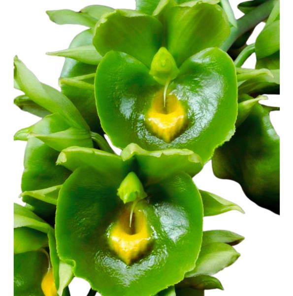 Imagem de Catasetum Expansum 'green Velvet - Adulta