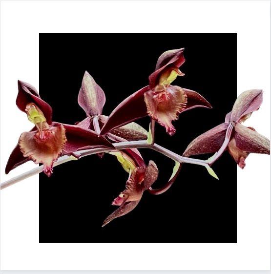 Imagem de Catasetum ( Multifidum X Tenebrosum )