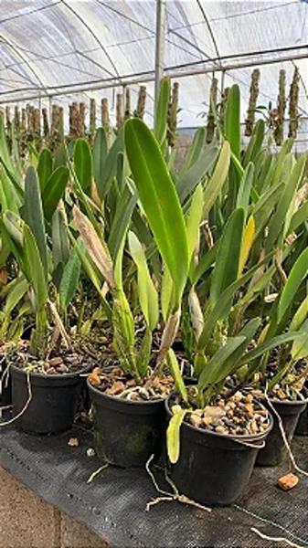 Imagem de Cattleya Laelia Purpurata Coerulea