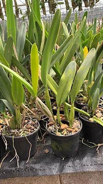 Imagem de Cattleya Laelia Purpurata Coerulea