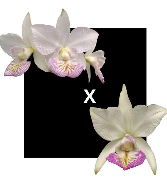 Imagem de Cattleya  Nobilior Amaliae Labelo Gr  X  S/a Lineata