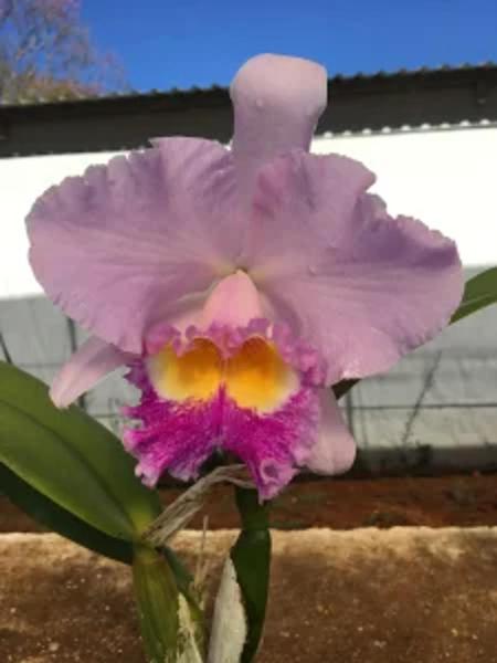 Imagem de Cattleya Trianae Amesiana x self pré adulta (S036)