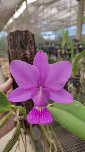 Imagem de Cattleya Walkeriana Tipo - Toquinho De Madeira