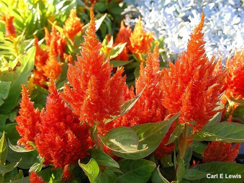 Imagem de Celosia Plumosa Sortida Anã/ Rabo De Galo - 150mg De Sementes