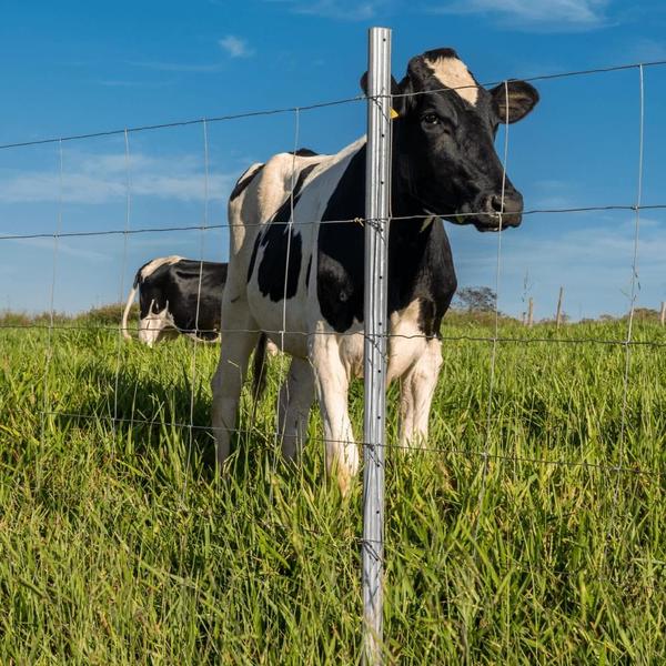 Imagem de Cerca Pronta Tela Belgo Bovino - 50m