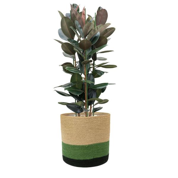 Cesto seagrass megan natural preto e kiwi m - TS Brasil Imagem de Cesto seagrass megan natural preto e kiwi m