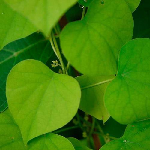 Chá De Abútua - Chondrodendron Platyphyllum - 100G - Grupo Rocha Saúde Imagem de Chá De Abútua - Chondrodendron Platyphyllum - 100G