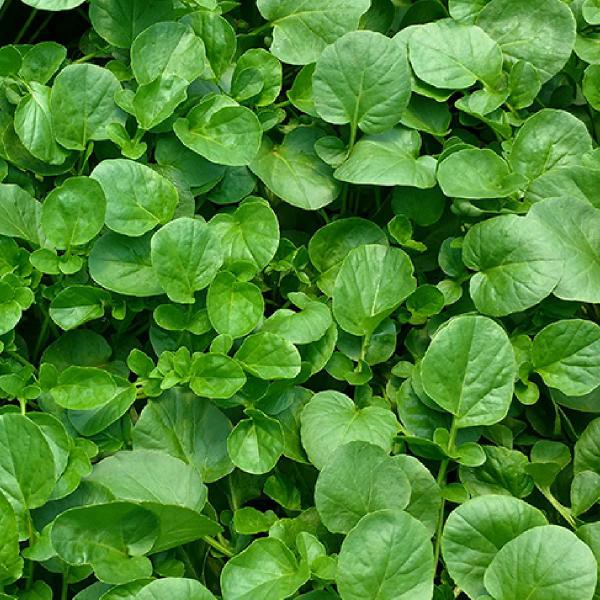 Chá de Agrião Naturtium Officinale 100g - Grupo Rocha Saúde Imagem de Chá de Agrião Naturtium Officinale 100g