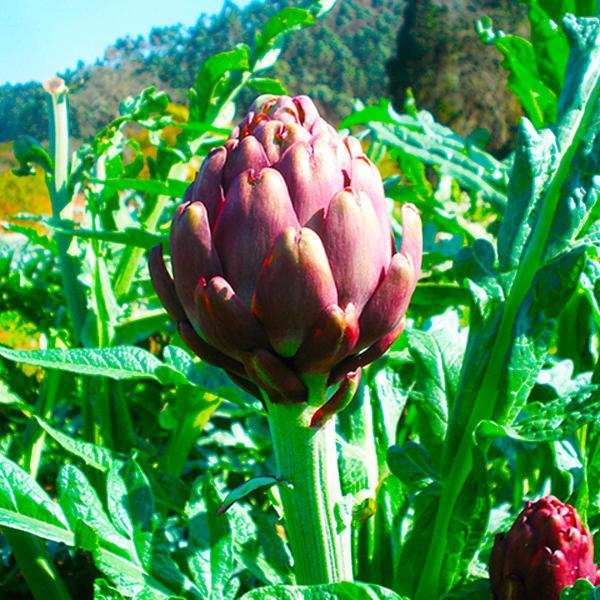 Imagem de Chá De Alcachofra - Cynara Scolymus L. - 100G