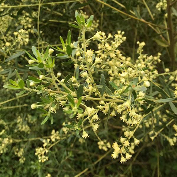 Cha de Alecrim do Campo - Baccharis Dracunculifolia - 100g - Rocha Saúde Imagem de Cha de Alecrim do Campo - Baccharis Dracunculifolia - 100g
