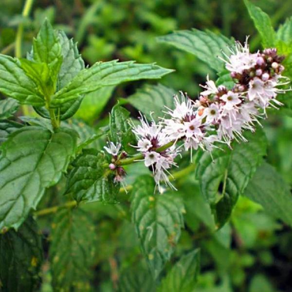 Imagem de Chá de Alevante - Mentha Citrata - 100g