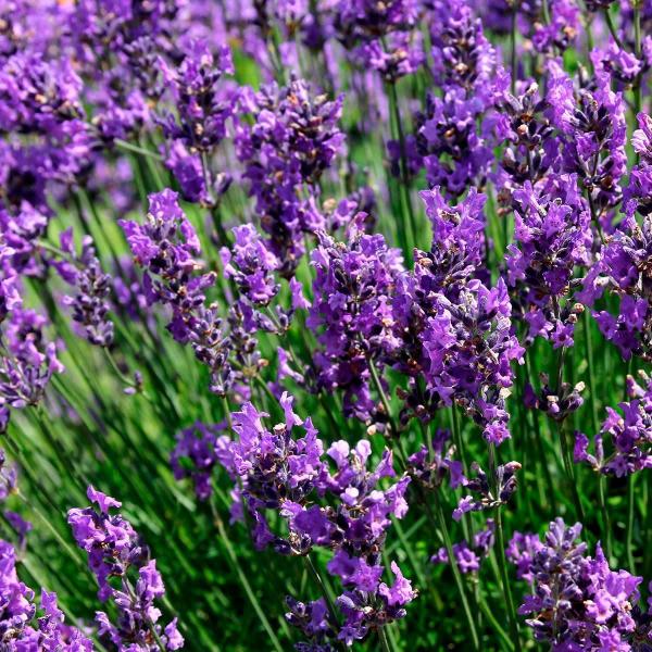 Chá De Alfema ul - Lavandula Angustifolia - 50G - Rocha Saùde Imagem de Chá De Alfema ul - Lavandula Angustifolia - 50G
