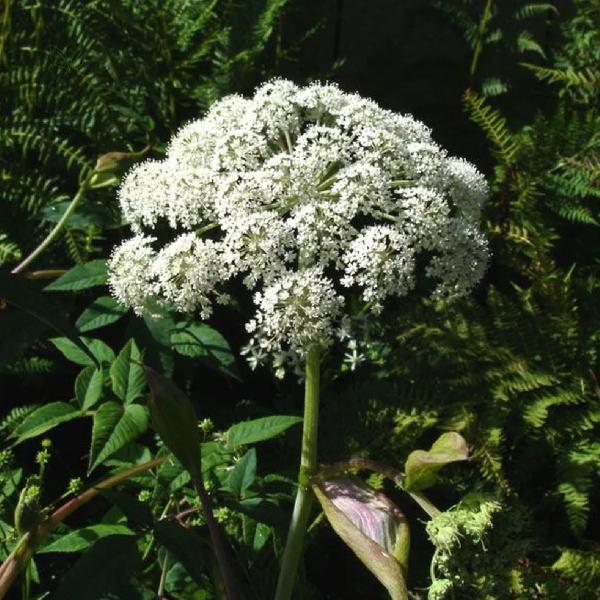 Chá de Angélica - Angelica sylvestris L. - 100g - Rocha Saúde Imagem de Chá de Angélica - Angelica sylvestris L. - 100g