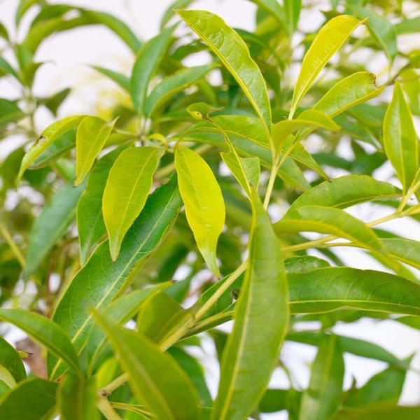 Imagem de Chá De Bugre - Cordia Salicifolia - 100G