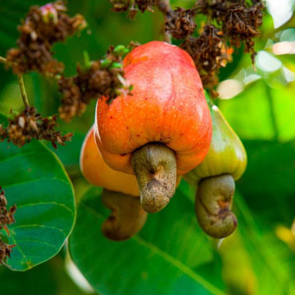 Imagem de Chá De Cajueiro - Anacardium Occidentale L. - 100G