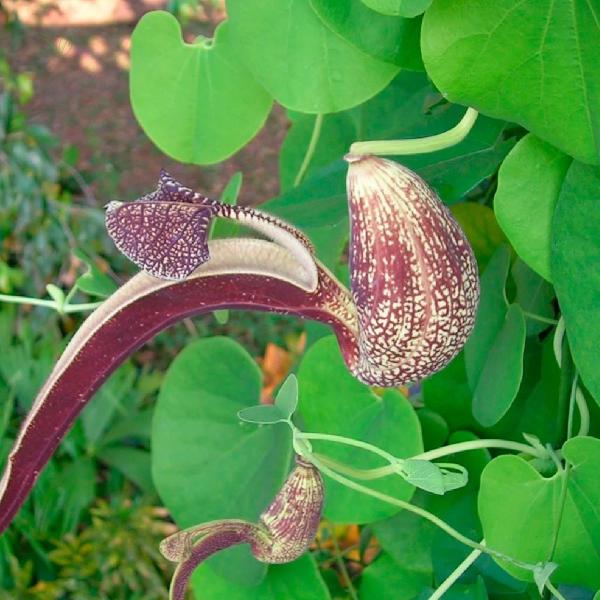 Imagem de Chá de Calunga - Aristolochia Cymbifera - 100g