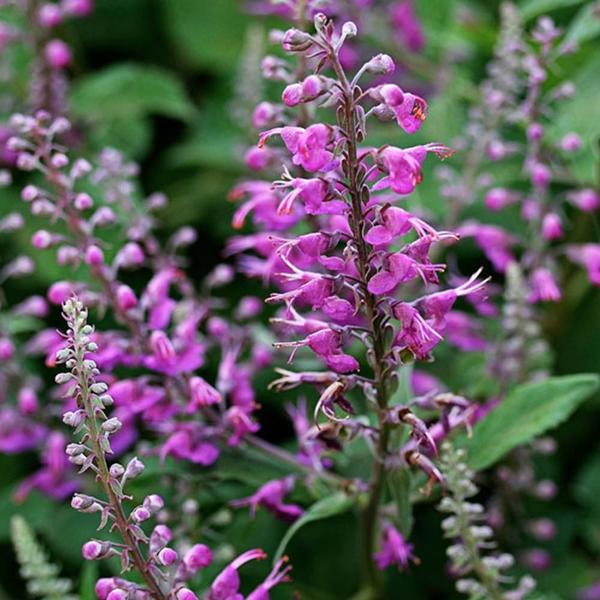 Imagem de Chá De Camédrios - Teucrium Chamaedrys - 50G