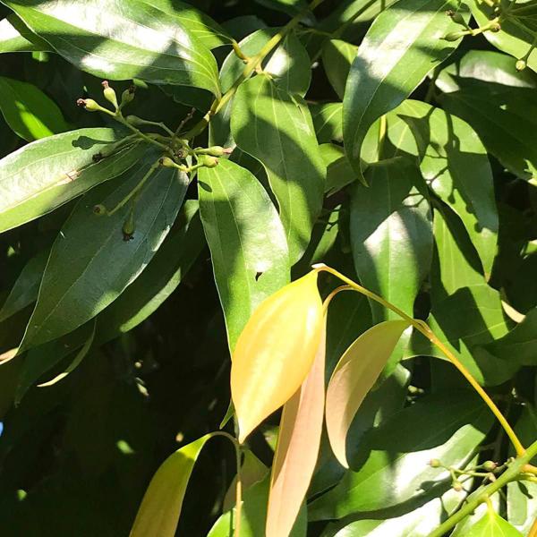 Imagem de Chá De Canela Java Quebrada - Cinnamomum Burmannii - 100G