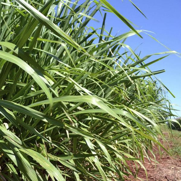 Imagem de Chá De Capim Colônia - Panicum Maximum - 100G