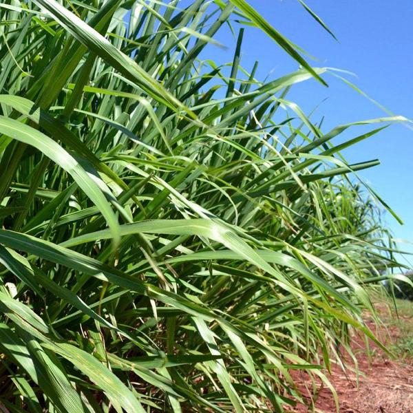 Chá de Capim Colônia - Panicum Maximum - 100g - Grupo Rocha Saúde Imagem de Chá de Capim Colônia - Panicum Maximum - 100g