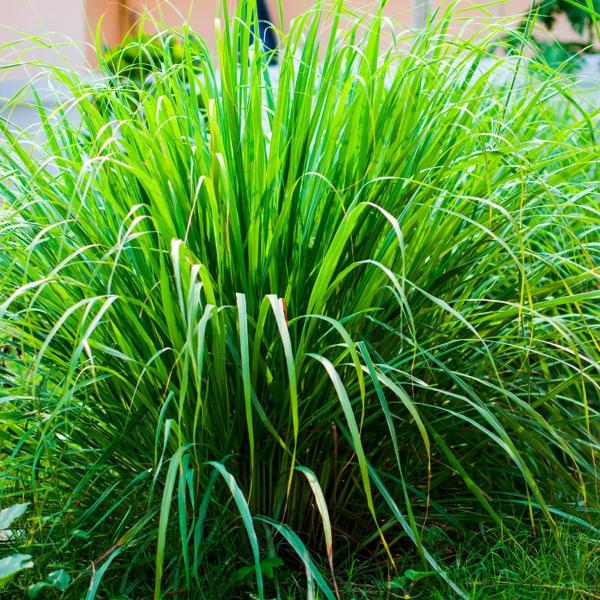 Imagem de Chá De Capim Limão Cidrão - Cymbopogon Citratus Stapf - 100G