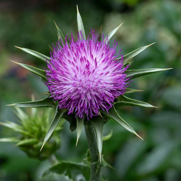 Imagem de Chá De Cardo Mariano Sementes 100 Natural - 50G