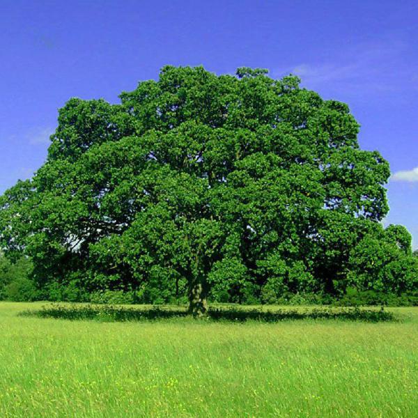 Chá de Carvalho - Querci Ilecis Lignum - 50g - Grupo Rocha Saúde Imagem de Chá de Carvalho - Querci Ilecis Lignum - 50g