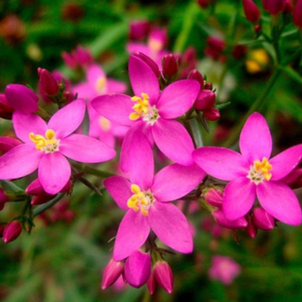 Imagem de Chá De Centaurea Menor Fél-Da-Terra Centaurium Erythraea 50G