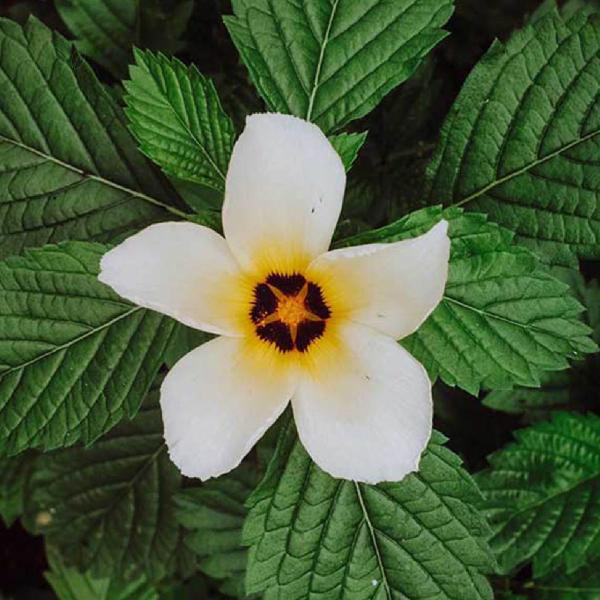 Chá de Chanana - Turnera Subulata Sm. - 50g - Grupo Rocha Saúde Imagem de Chá de Chanana - Turnera Subulata Sm. - 50g