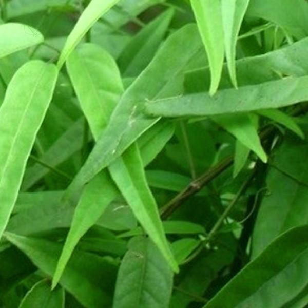 Chá de Cipó Cruz - Chiococca Alba - 100g - Grupo Rocha Saúde Imagem de Chá de Cipó Cruz - Chiococca Alba - 100g