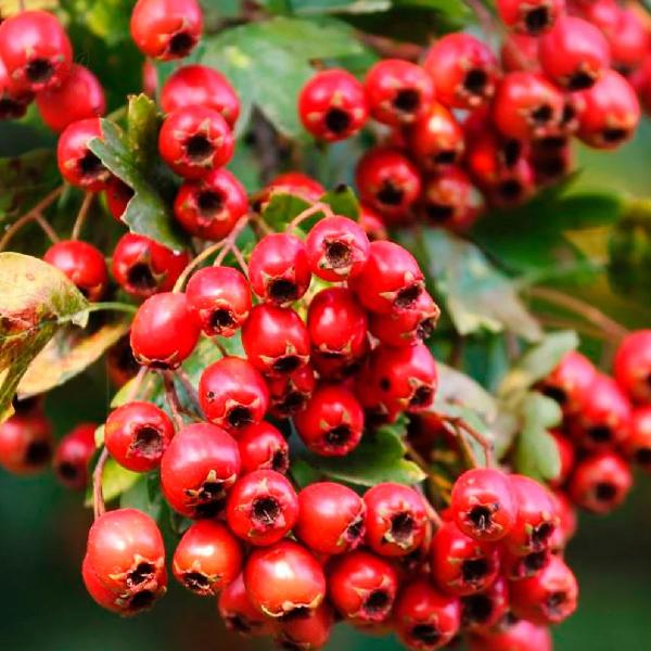 Imagem de Chá de Crataegus  Crataegus Oxyacantha L.  50g