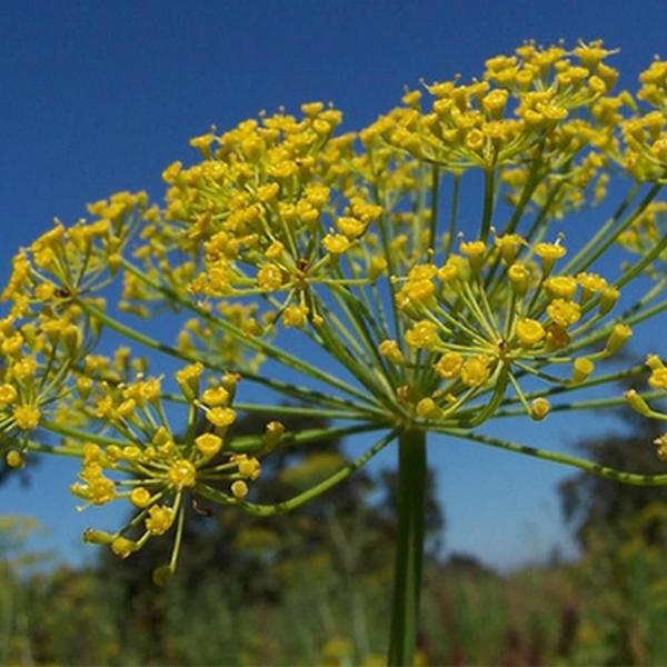 Chá De Endro - Anethum Graveolens - 100G - Grupo Rocha Saúde Imagem de Chá De Endro - Anethum Graveolens - 100G