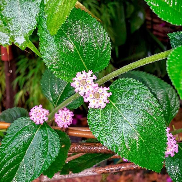 Imagem de Chá De Erva Cidreira - Lippia Geminata H.B.K.- 100G